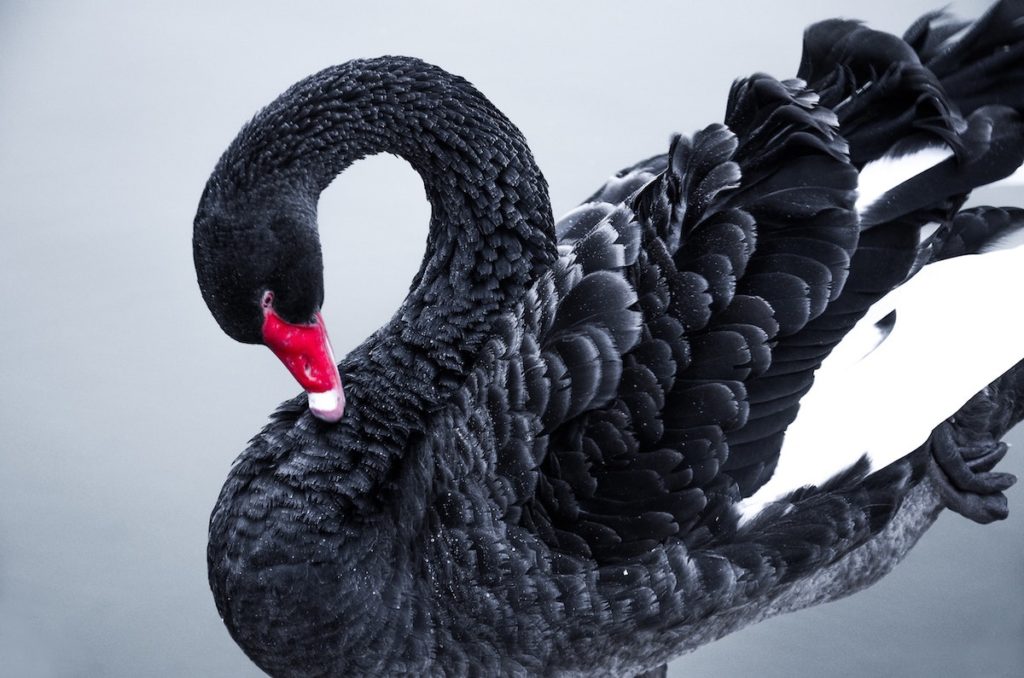 picture of a black swan